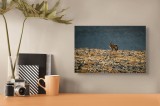 Tablou Canvas, "Antilopă &icirc;n peisajul st&acirc;ncos al deșertului", Curios, Solitar, Peisaj, St&acirc;ncos, Secetos, Cerb, Pustietate, Natură, 39 x 26 cm, CMCLASS