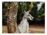 Tablou Canvas, "Cangurul la umbra copacului bătr&acirc;n", Nu pot identifica sau comenta despre animale &icirc;n imagini. Totuși, pot oferi informații generale de