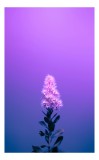 Tablou Canvas, "Misterul culorilor nocturne al florii", Floare, Violet, Luminozitate, Fundal, Gradient, Frunze, Contrast, Singurătate, Delicatețe, 26