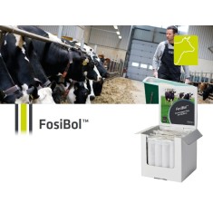 FosiBol - Bolus fosfor pentru vaci