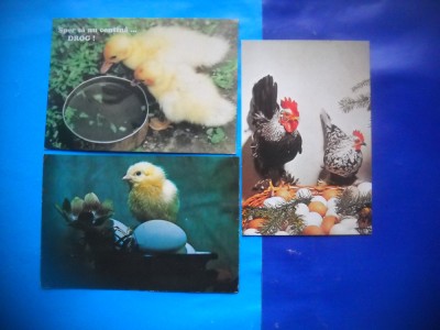HOPCT LOT NR 1023 PASARI DOMESTICE -FAUNA -3 CARTI POSTALE-NECIRCULATE foto
