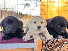 Labrador Retriever foto