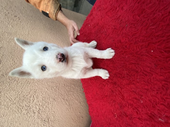 Pui husky