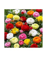 Piciorul Cocosului Ranunculus, Mixed, Multicolor, 10/+, 1 Bulb