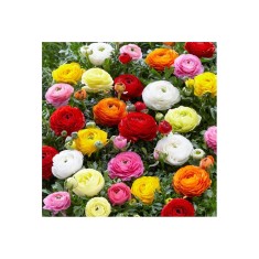 Piciorul Cocosului Ranunculus, Mixed, Multicolor, 6/+, 1 Bulb