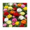 Piciorul Cocosului Ranunculus, Mixed, Multicolor, 10/+, 1 Bulb