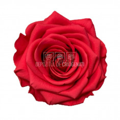 Trandafiri Criogenati PREMIUM DARK PINK (Ø7-8,5cm; 4 buc /cutie)