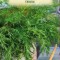 CHIMION CARUM CARVI 1.5 g