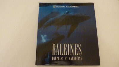 Balene si delfini foto
