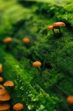 Tablou Canvas, "Micile ciuperci pe mușchiul verde", Ciuperci, Mușchi, Natură, Verde, Lemn, Pădure, Microscopic, Textură, Umed, Eco, Rustic, Detaliu, E