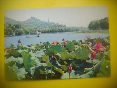 HOPCT 5596 FLORI DE LOTUS[NUFERI] LACUL DE VEST -CHINA -ASIA-NECIRCULATA foto