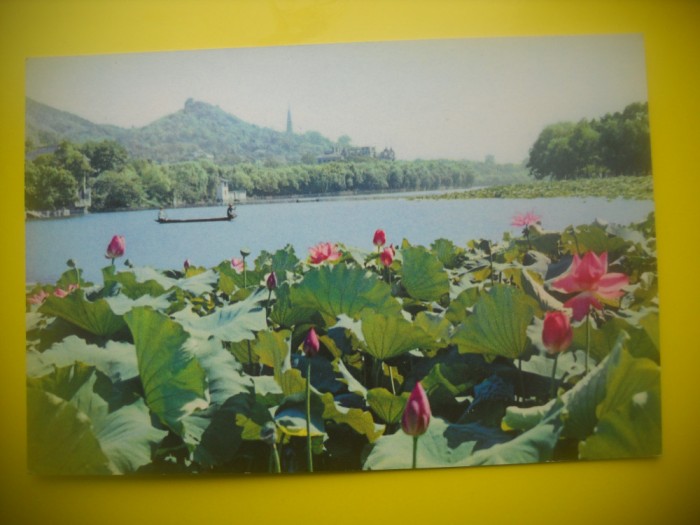 HOPCT 5596 FLORI DE LOTUS[NUFERI] LACUL DE VEST -CHINA -ASIA-NECIRCULATA