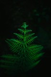 Tablou Canvas, "Frunza de ferigă &icirc;n &icirc;ntuneric viu", Frumusețe, Simetrie, Natură, Verde, Delicatețe, Lumină, &Icirc;ntuneric, Contrast, Frunziș, Siluetă, 26