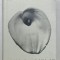 HOW THE DEAD LIVE by WILL SELF , 2000