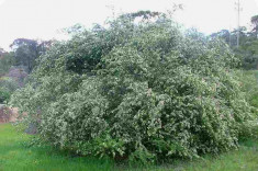 LUCERNA COPAC .CHAMAECYTISUS PALMENSIS - 5 seminte pt semanat PENTRU FERMIERI foto