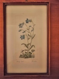 Tablou botanic mic plansa botanica flori salbatice art print Friebe semnat