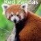 Red Pandas
