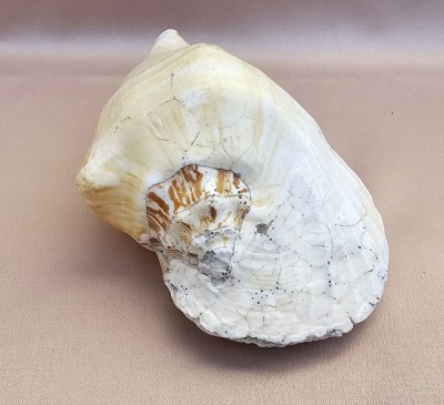 VECHI MELC MARIN &amp;quot;Milk Conch&amp;quot;, STROMBUS COSTATUS foto