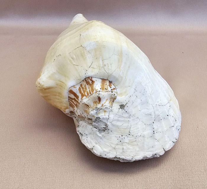 VECHI MELC MARIN &quot;Milk Conch&quot;, STROMBUS COSTATUS