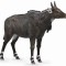 Figurina Antilopa Nilgai L Collecta