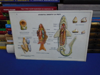PLANSA DIDACTICA , PERIOADA COMUNISTA : APARATUL DIGESTIV LA PESTI foto