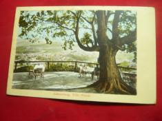 Ilustrata Sighisoara - Vila Franke circulat Sebes-Sibiu 1910 foto