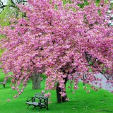 Cumpara ieftin Cireș japonez pl&acirc;ngător &lsquo;Kiku-Shidare-Zakura&rsquo; la ghiveci 12L &ndash; arbore ornamental cu flori spectaculoase roz