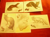 Set 5 Maxime - Fauna 1980 URSS