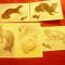 Set 5 Maxime - Fauna 1980 URSS