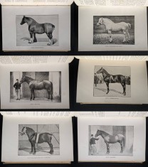 rara 1915 CAII Rase Crestere Ingrijire Folosire notiuni Antrenament Dresaj Vol. II 628 pag + Planse foto ilustratii dr. Nicolae Filip CAL CAI Cabaline