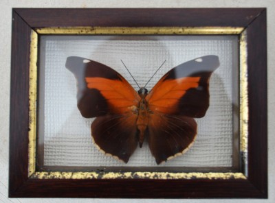 &amp;quot;Historis odius&amp;quot; fluture Peru foto