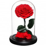 Cumpara ieftin Trandafir Criogenat rosu bonita &Oslash;9,5cm in cupola 12x25cm