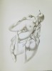 Jules PERAHIM - Compozitie Erotica 7, Heliogravura pe hartie Arches, 1972