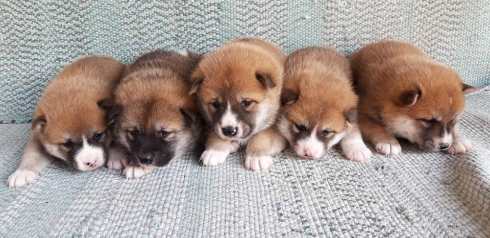 Caini Shiba Inu Bucuresti Oradea Bucuresti Iasi Brasov Arhiva Okazii Ro