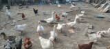 V&acirc;nd ouă de g&acirc;scă pentru consum