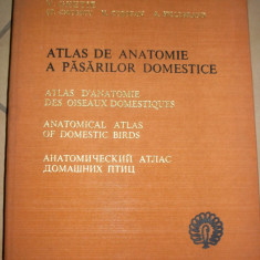 Atlas De Anatome A Pasarilor Domestice - V. Ghetie, V. Cotofan, A. Hillebrand ,549461