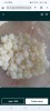Ciuperca Kefir Lapte, Ciuperca Tibetana, Bacterii Benefice, Digestie Sanatoasa, Sistem Imunitar, Slăbire, Detoxifiere Organism