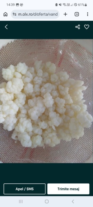 Ciuperca kefir lapte