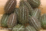 Castravete CUCUMIS AFRICANUS - 15 seminte pentru semanat