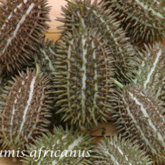 Castravete CUCUMIS AFRICANUS - 15 seminte pentru semanat