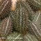 Castravete CUCUMIS AFRICANUS - 15 seminte pentru semanat
