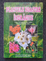 PLANTELE NOASTRE INDRAGITE foto