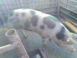 Vand porc crescut BIO