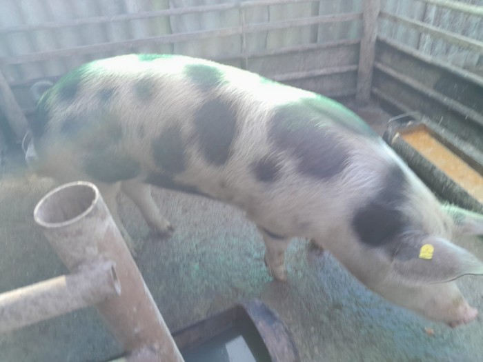 Vand porc crescut BIO
