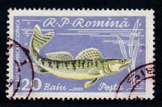 ROMANIA 1960 LP 510 a PISCICULTURA 20 BANI EROARE PUNCT PE N DIN BANI STAMPILAT