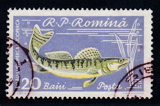 ROMANIA 1960 LP 510 a PISCICULTURA 20 BANI EROARE PUNCT PE N DIN BANI STAMPILAT