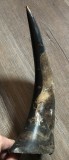 COLOB Corn Bovina, cu incrustrare de vutur facuta manual