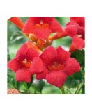Campsis radicans Flamenco P9