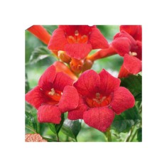 Campsis radicans Flamenco P9