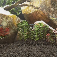 vidaXL Roci vulcanice, 25 kg, negru, 1-2 cm 155318